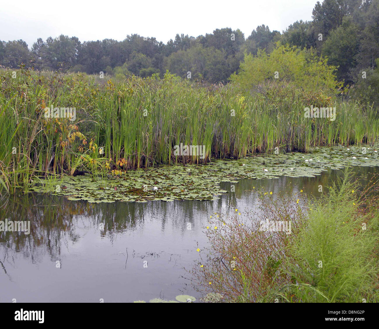 A scenic view of a wetland area, featuring marshes, water, and a ...