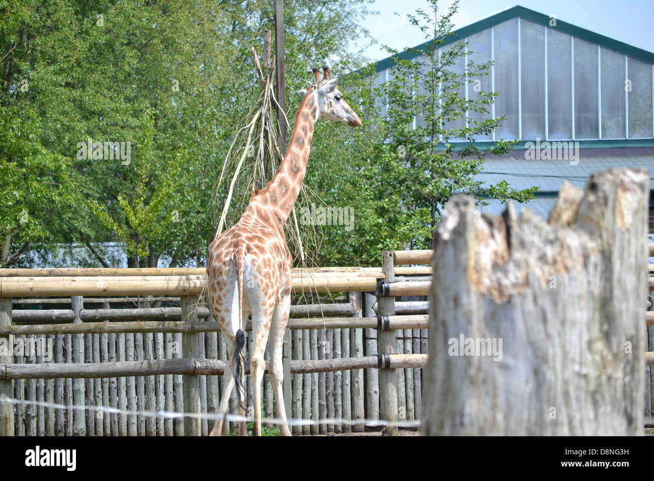 Giraffes at Chester Zoo Stock Photo Alamy