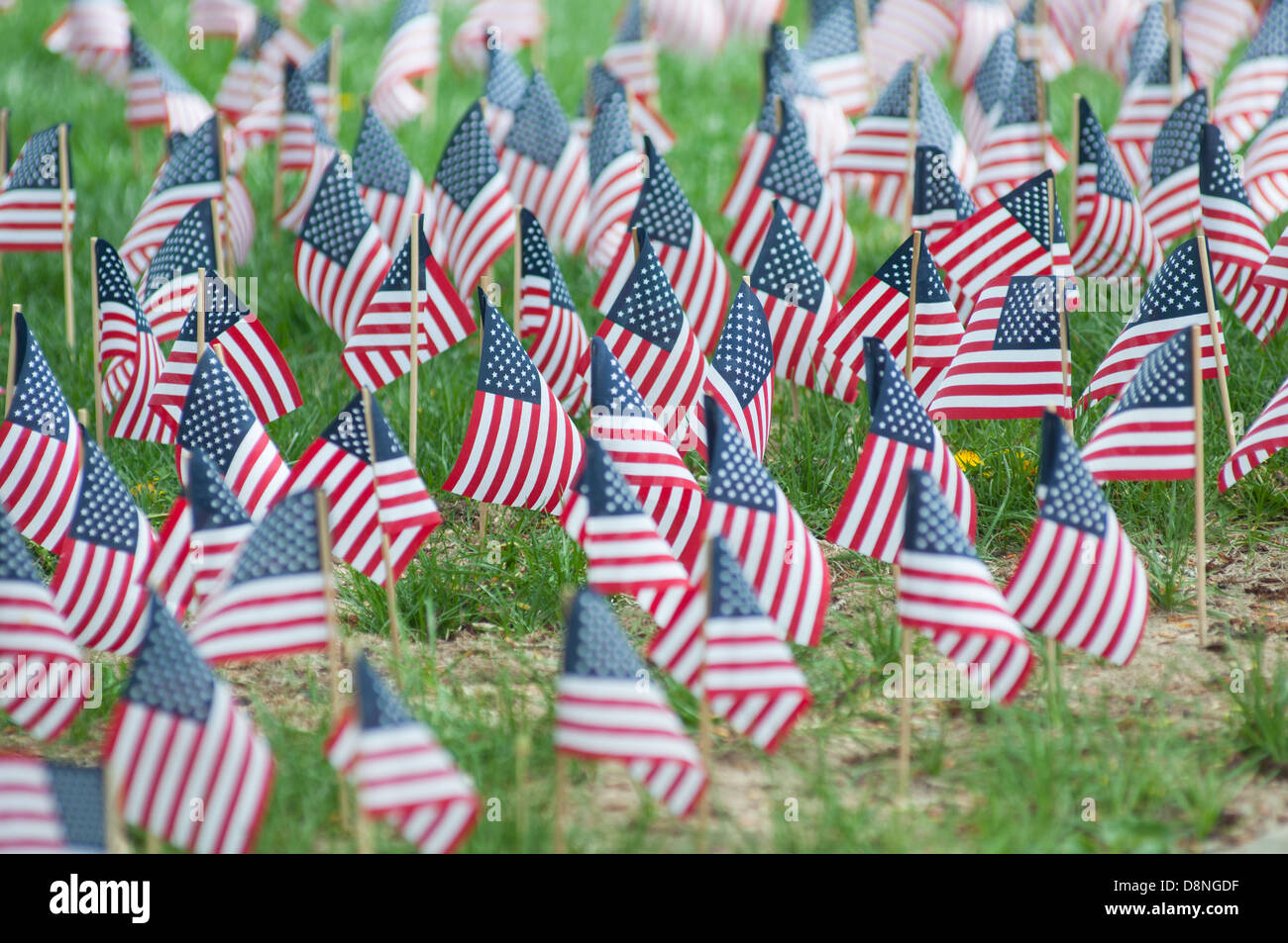 United States flags in a field of grass Stock Photo Alamy