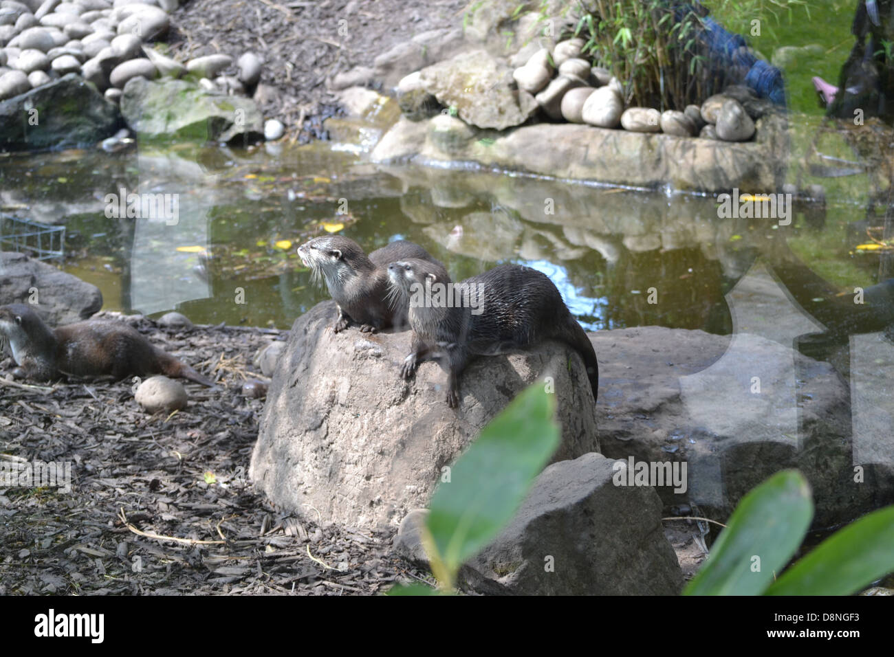 Otter at Chester Zoo Stock Photo