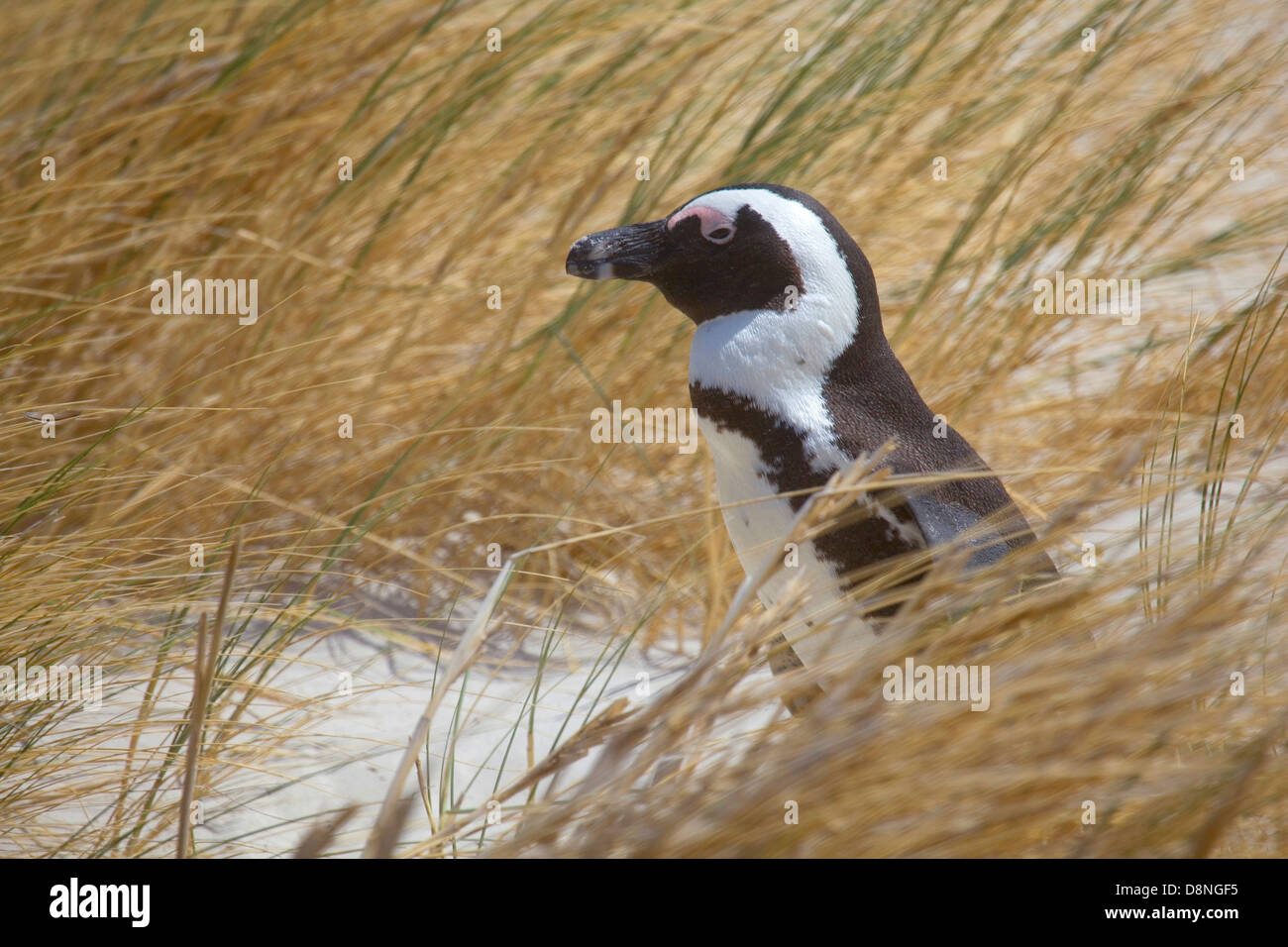 African penguin walking through the grass on Boulders Beach, South Africa. Stock Photo