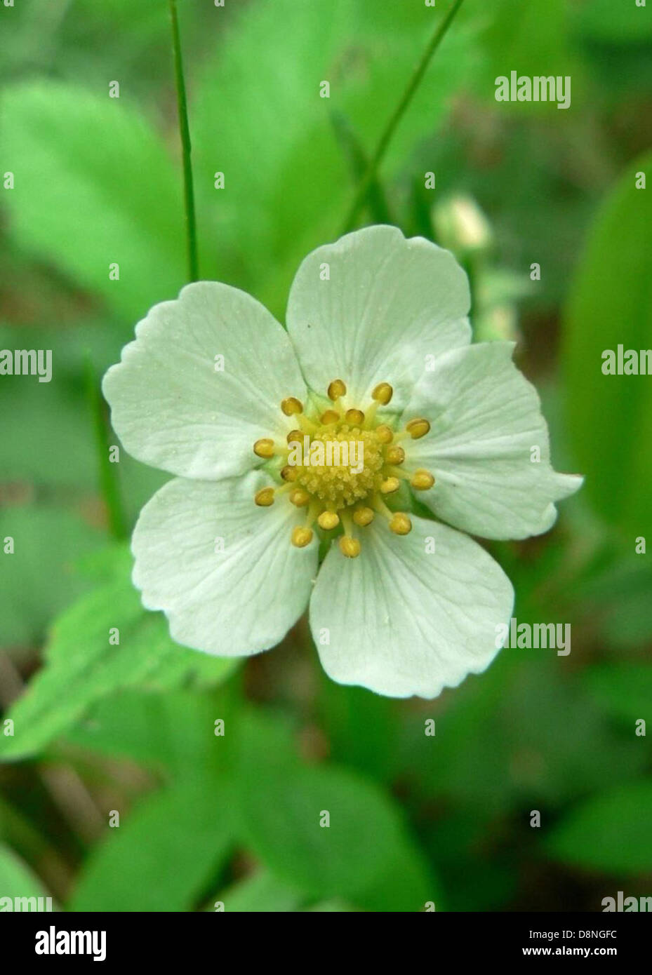 A close-up image of a wild strawberry flower, displaying its white ...