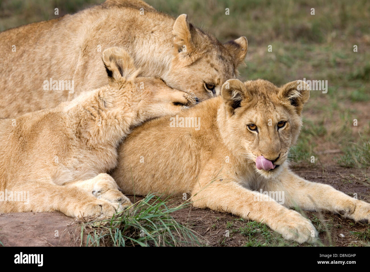 Three lion cubs resting, Cape town, South Africa. Stock Photo
