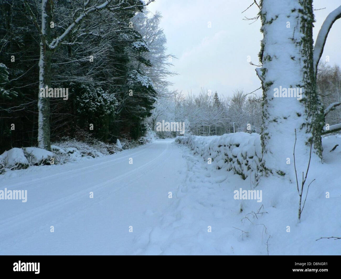Path with trees on either side hi-res stock photography and images - Alamy