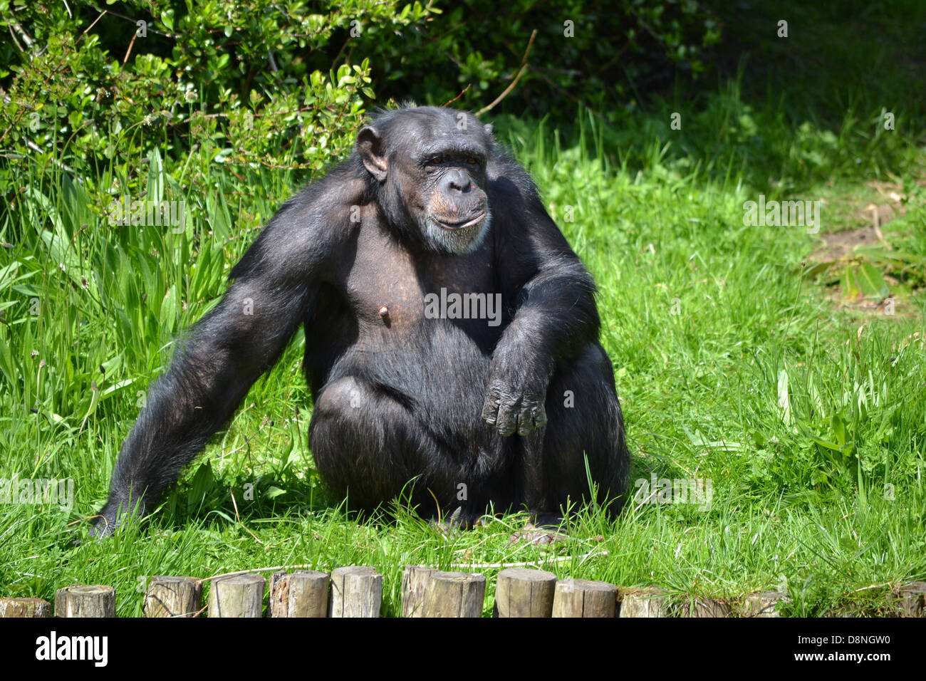 Chimpanzees at Chester Zoo Stock Photo Alamy