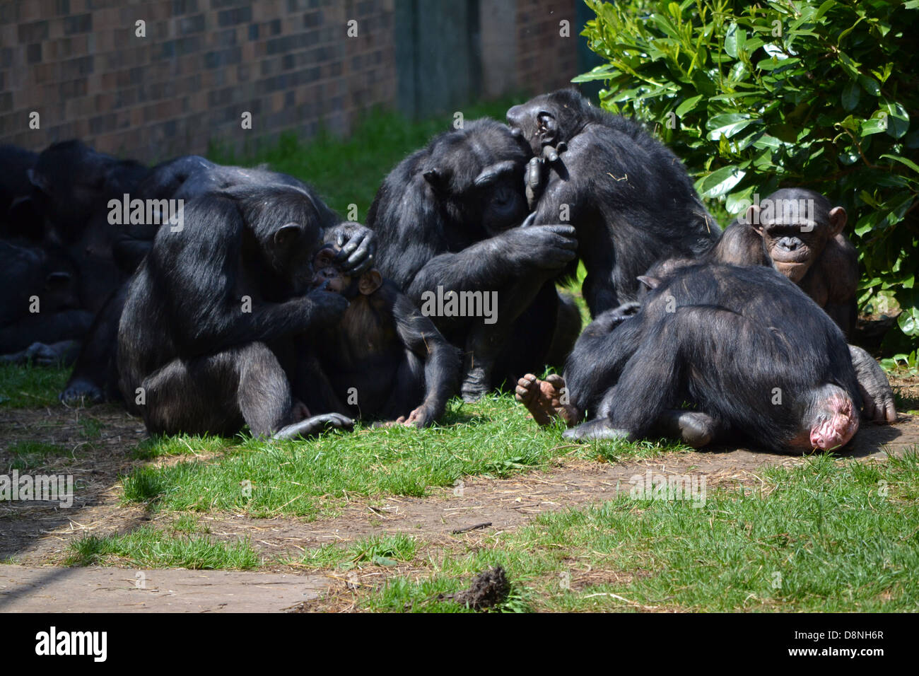 Chimpanzees at Chester Zoo Stock Photo