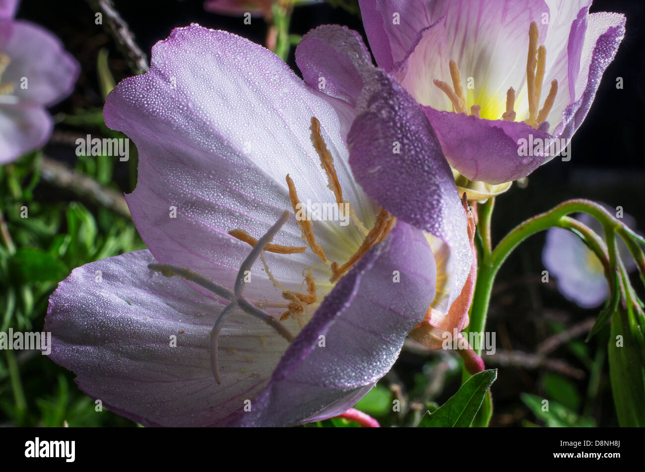 Wild Flowers in Texas USA Stock Photo Alamy