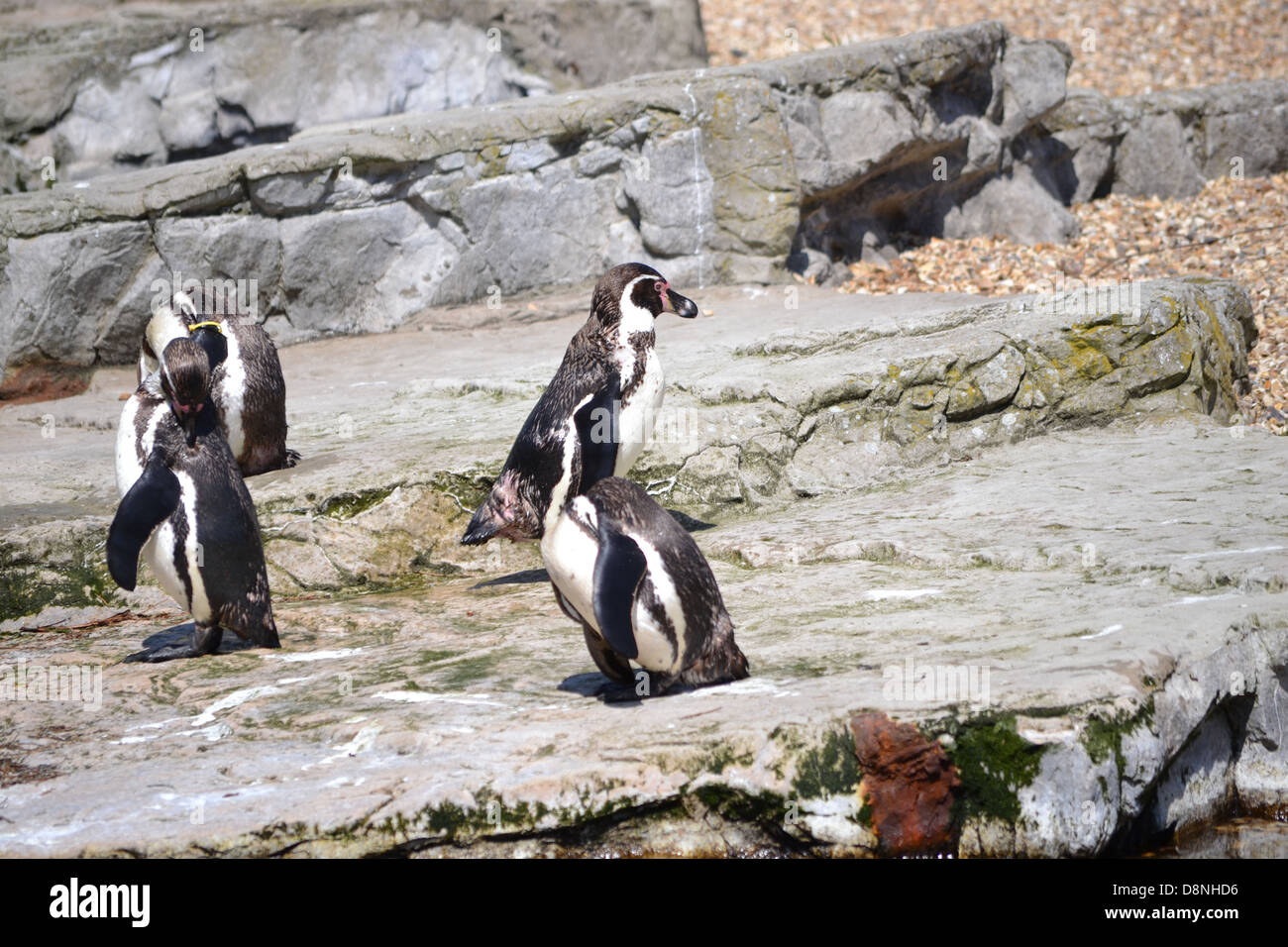 Penguins at Chester Zoo Stock Photo