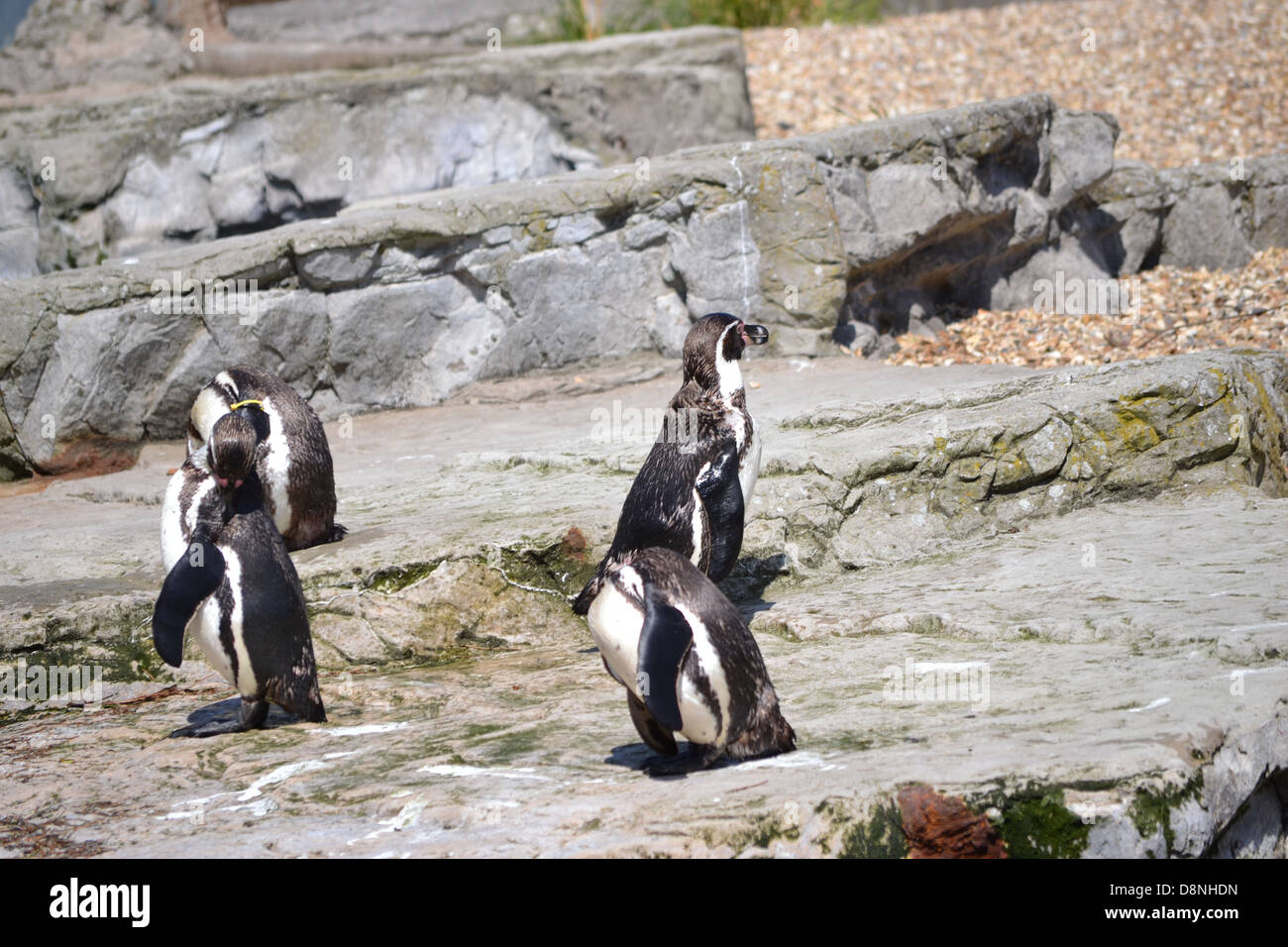 Penguins at Chester Zoo Stock Photo - Alamy
