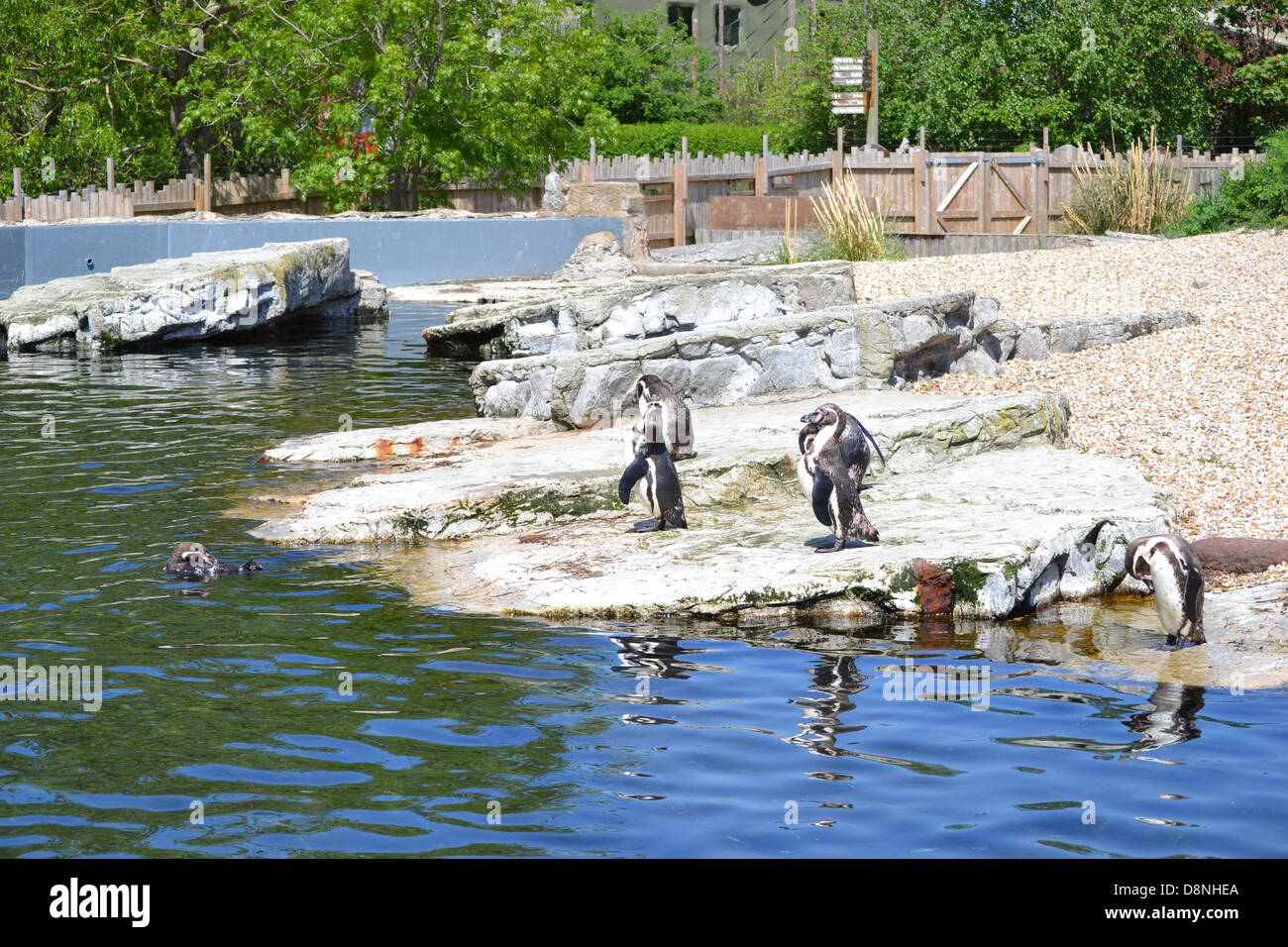 Penguins at Chester Zoo Stock Photo Alamy
