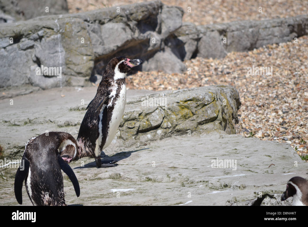 Penguins at Chester Zoo Stock Photo - Alamy