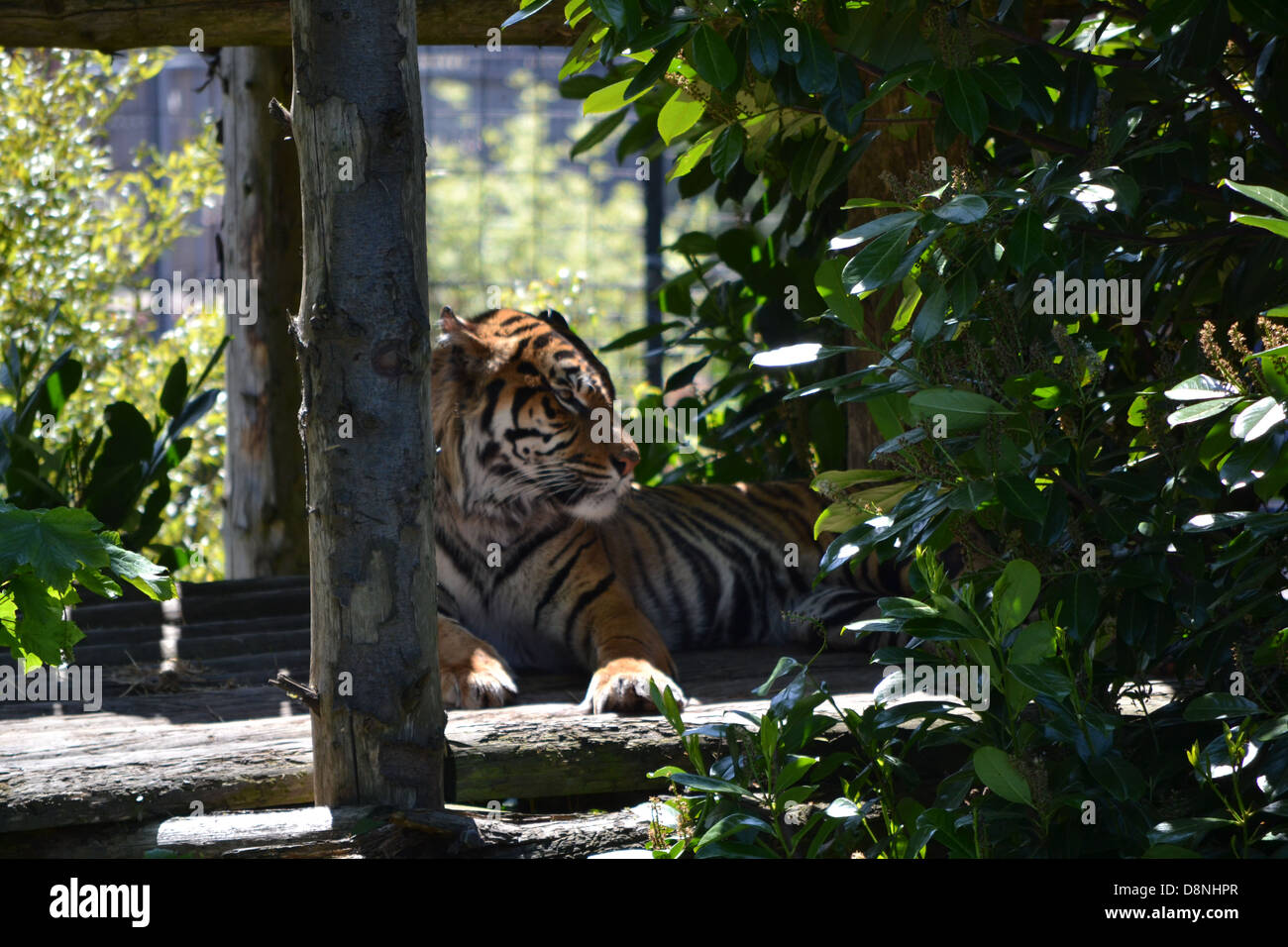 Tiger at Chester Zoo Stock Photo - Alamy