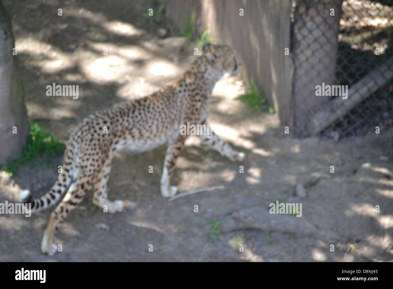 Cheetahs in Chester Zoo Stock Photo