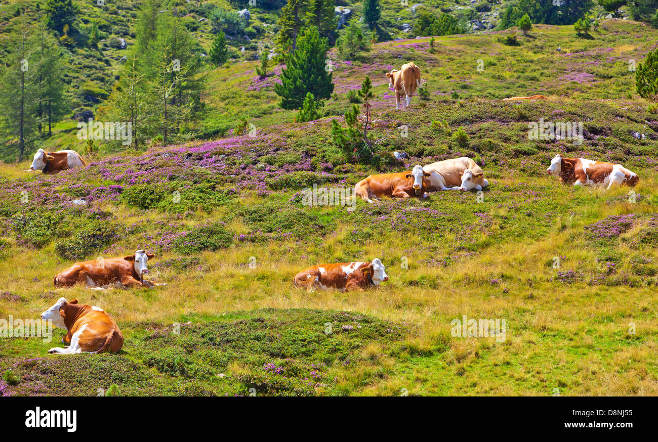 Alps summer landscape with cows Stock Photo - Alamy