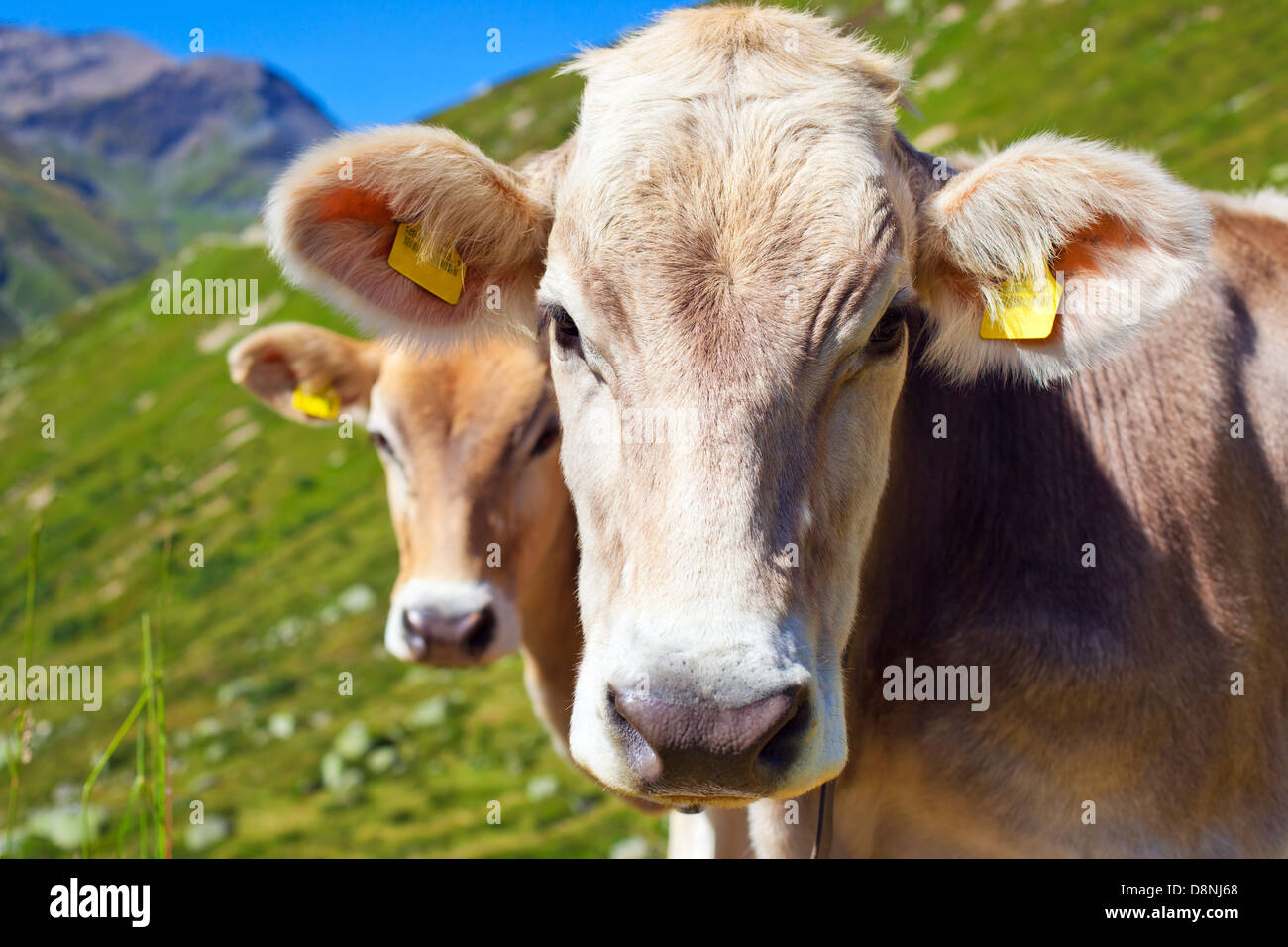 Milch animal hi-res stock photography and images - Alamy Milch animal hi-res stock photography and images - Alamy