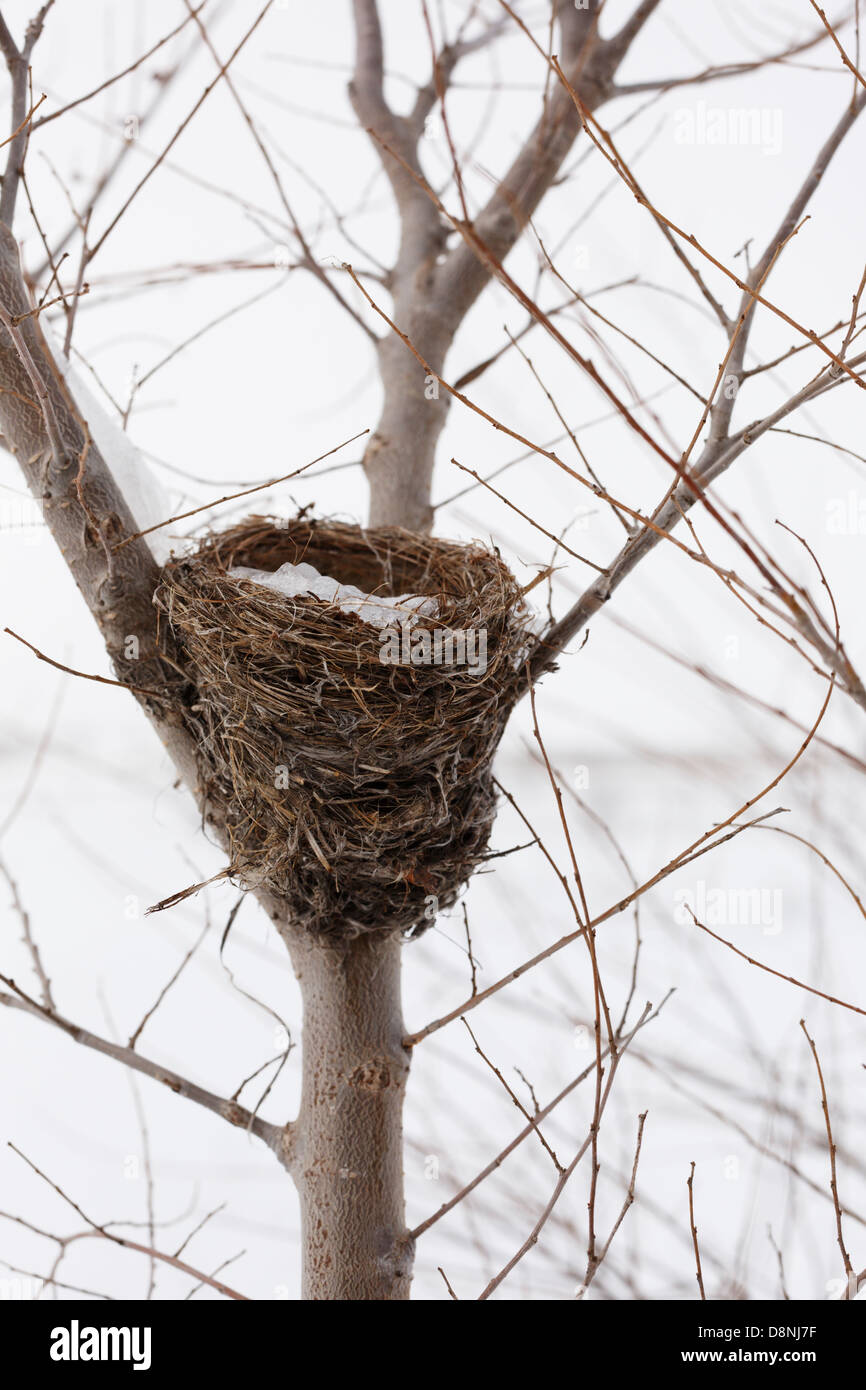 Empty bird's nest, winter. Stock Photo