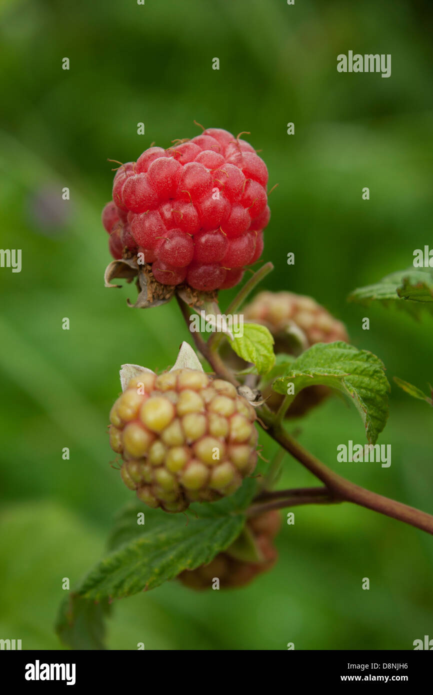 Half Dead Raspberryry A full-fledged raspberry and a couple immatures ones. Fresh and just ...