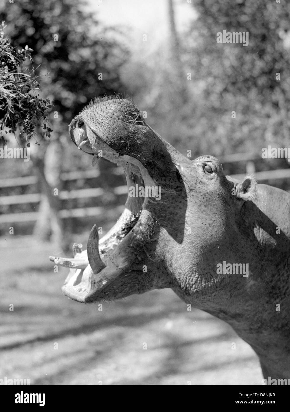 Hippo tired Black and White Stock Photos & Images Alamy