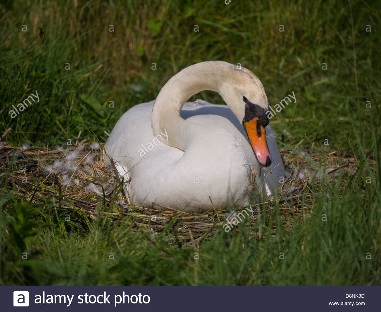 Swan Hatching Eggs Stock Photos & Swan Hatching Eggs Stock Images Alamy