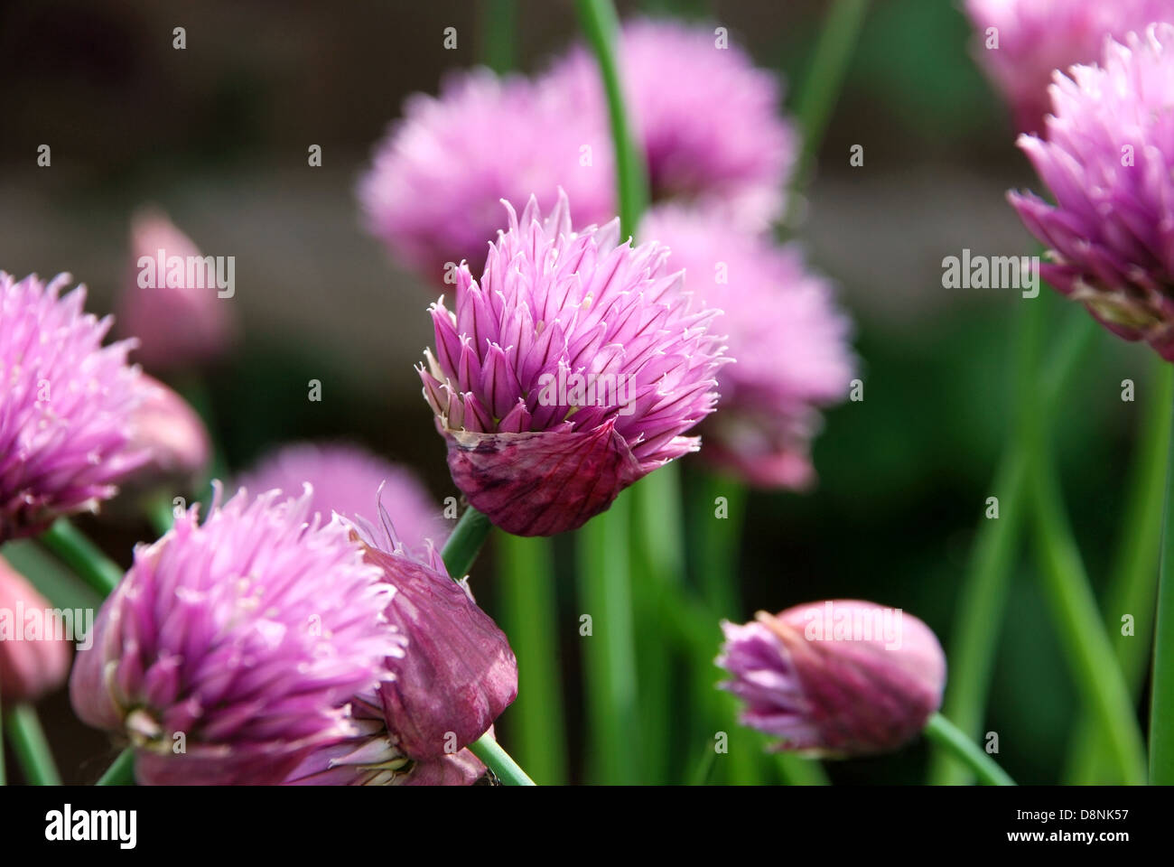 Closeup of pink chive flowers opening Stock Photo - Alamy