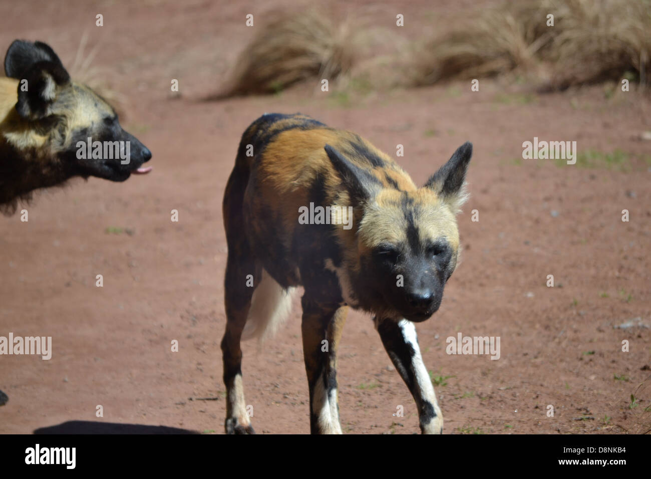 African Painted Dogs at Chester Zoo Stock Photo - Alamy
