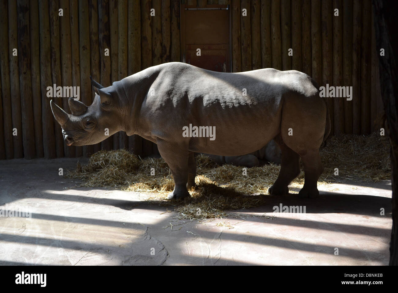 Rhinos in Chester Zoo Stock Photo - Alamy
