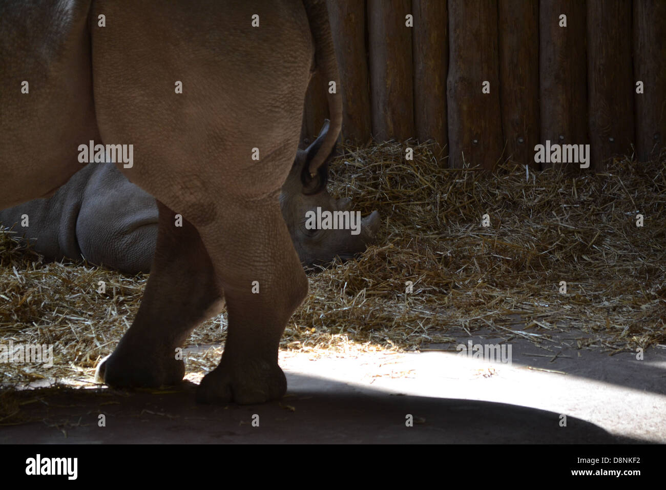 Rhinos in Chester Zoo Stock Photo - Alamy