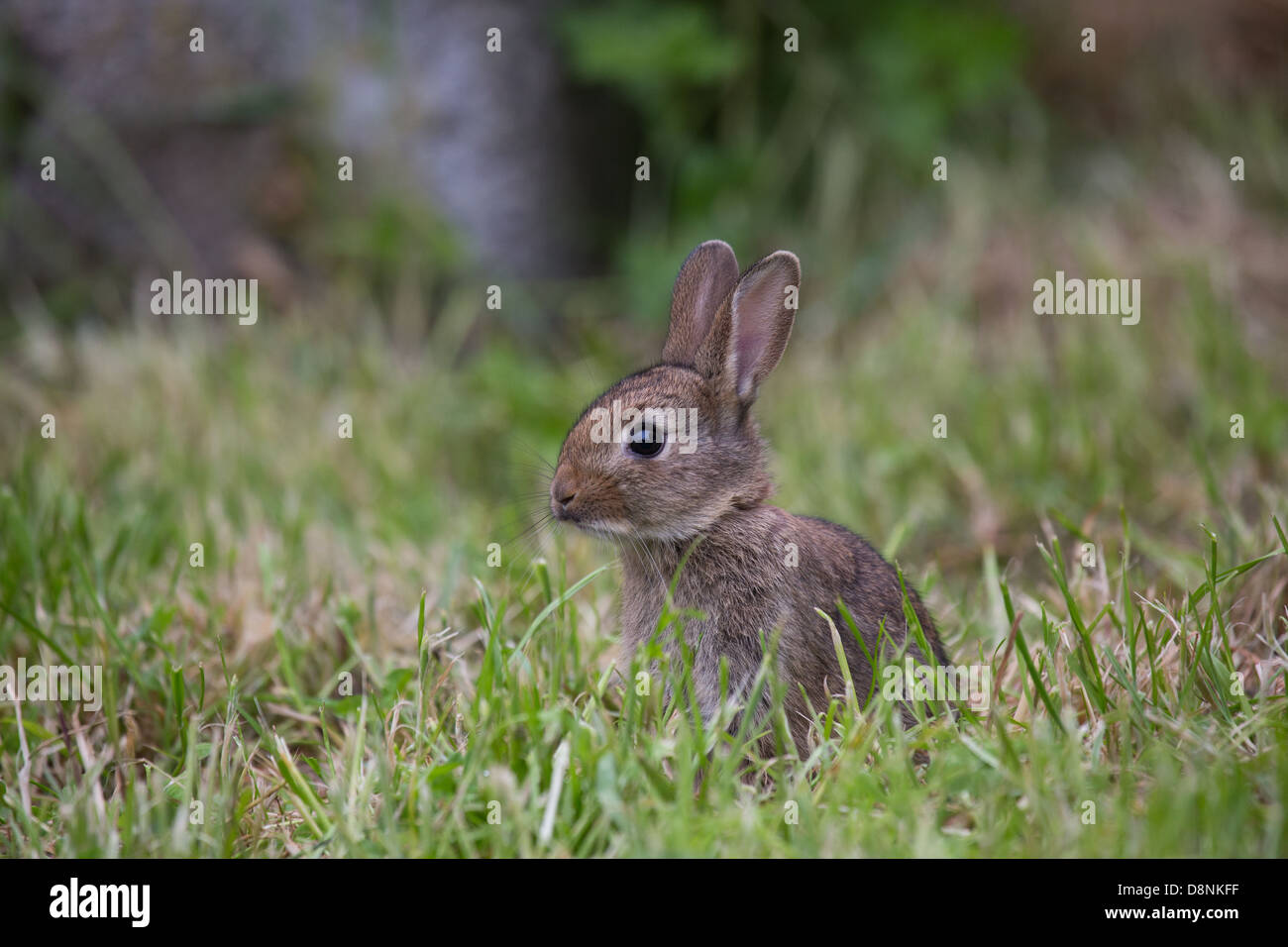A wild young rabbit in a field of grass Stock Photo