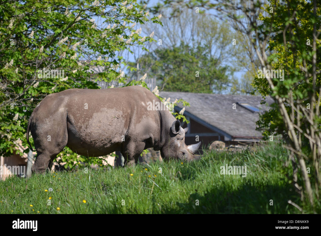 Rhinos in Chester Zoo Stock Photo - Alamy