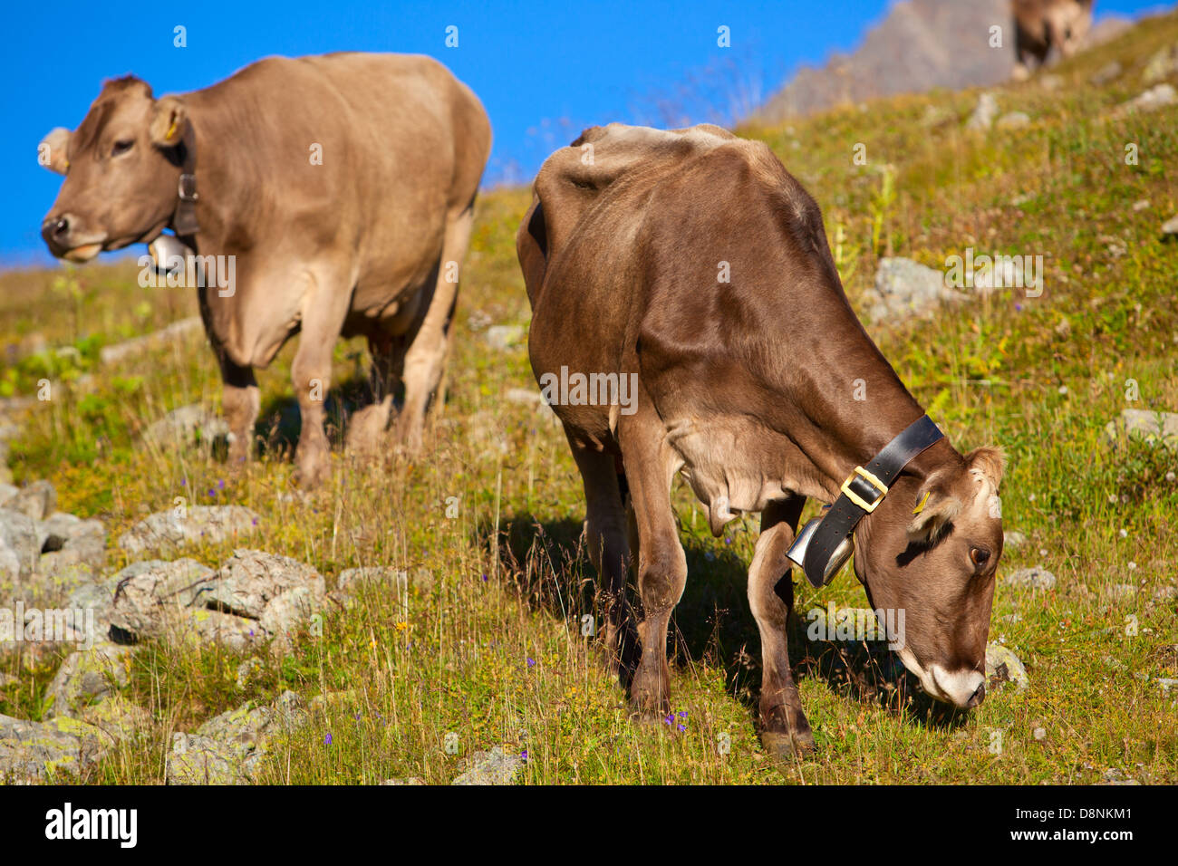 Alps meadow in switzerland hi-res stock photography and images - Alamy