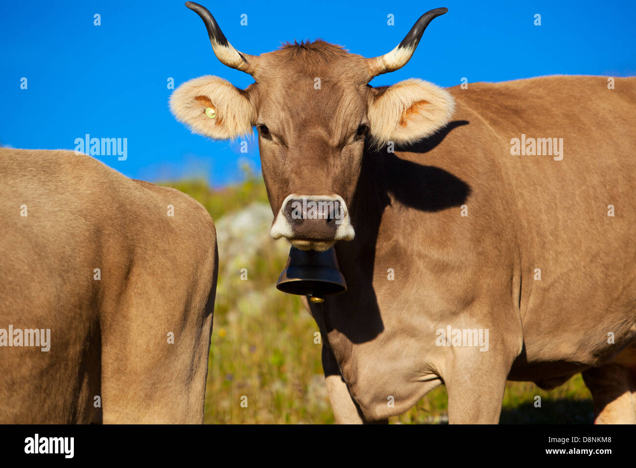 Cows on mountain meadow in Alps Stock Photo - Alamy