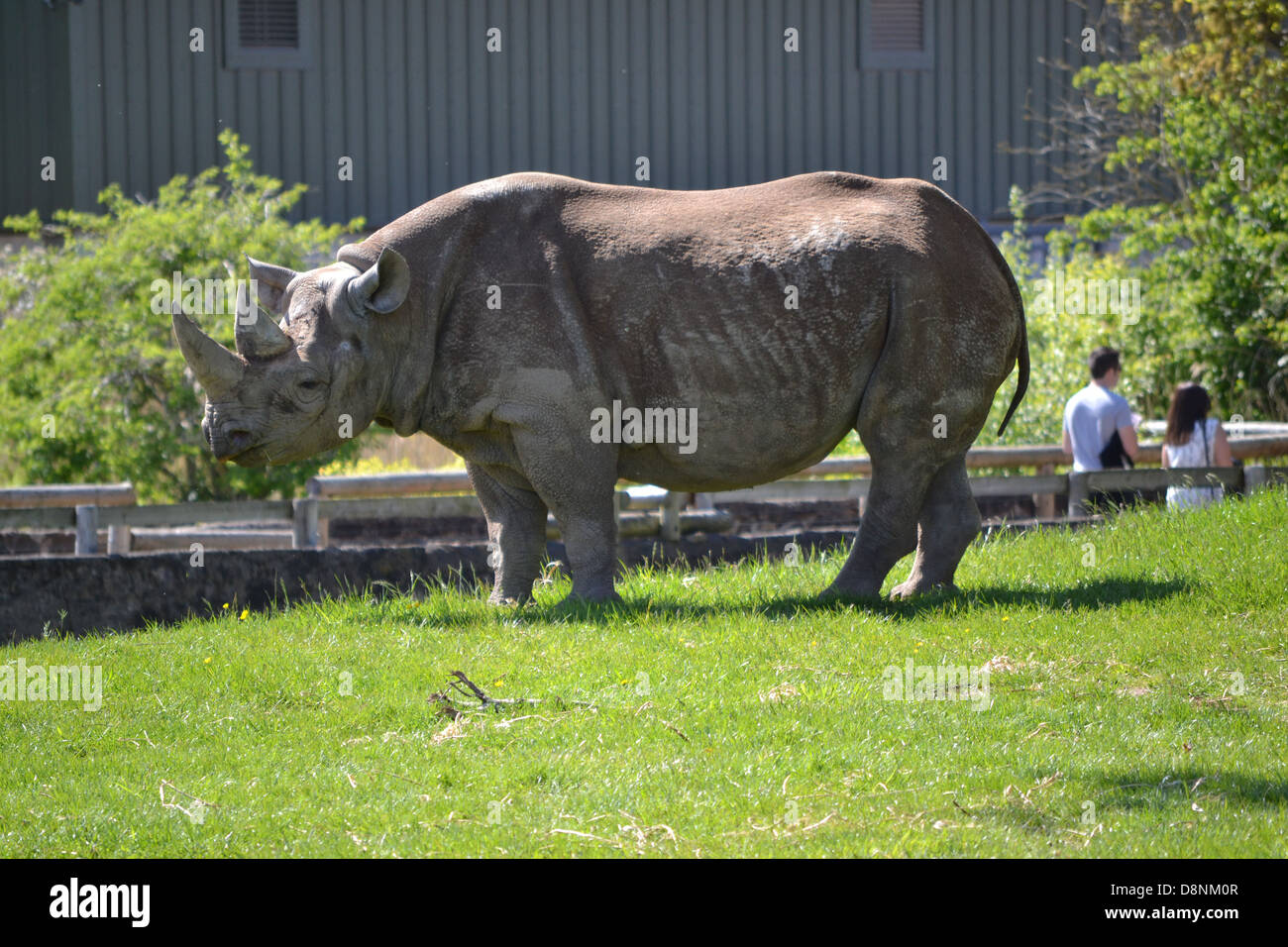 Rhino's at Chester Zoo Stock Photo - Alamy