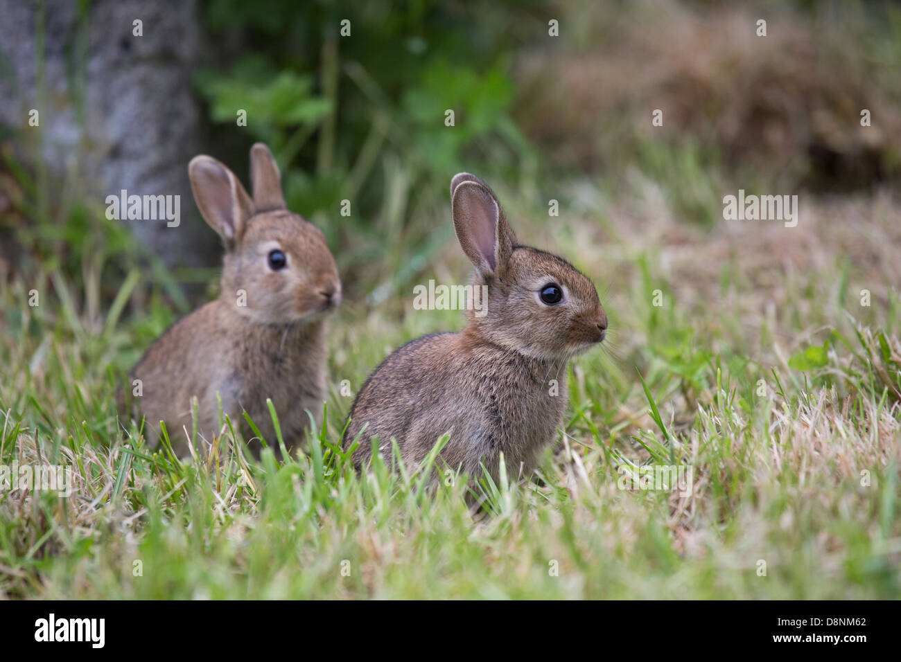 A pair of wild young rabbits in a field of grass Stock Photo