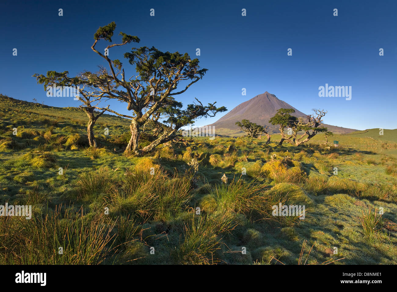 Trees at sunrise in Captain Lagoon with pico mountain in the horizon