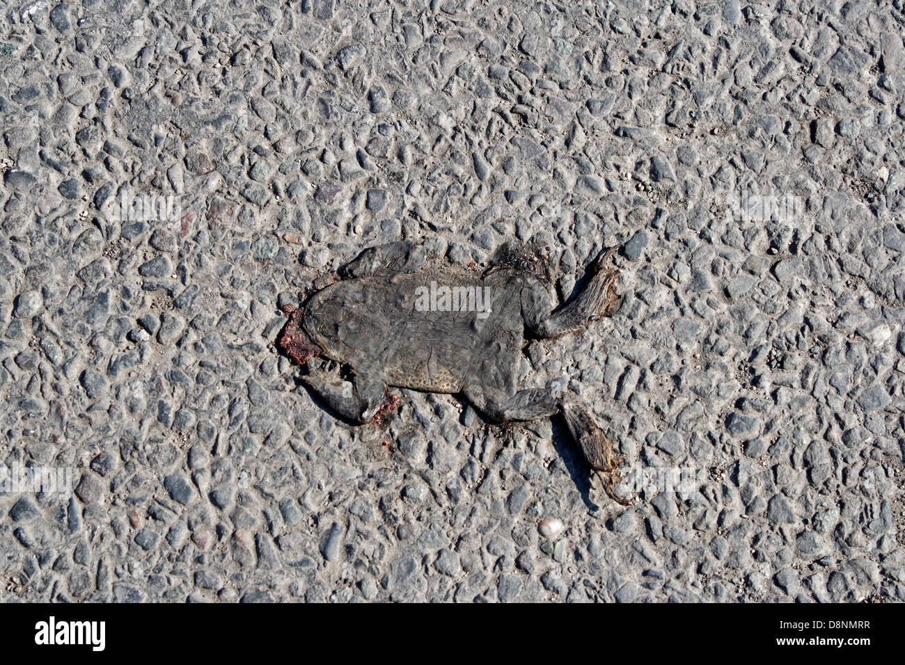 Dead toad hi-res stock photography and images - Alamy