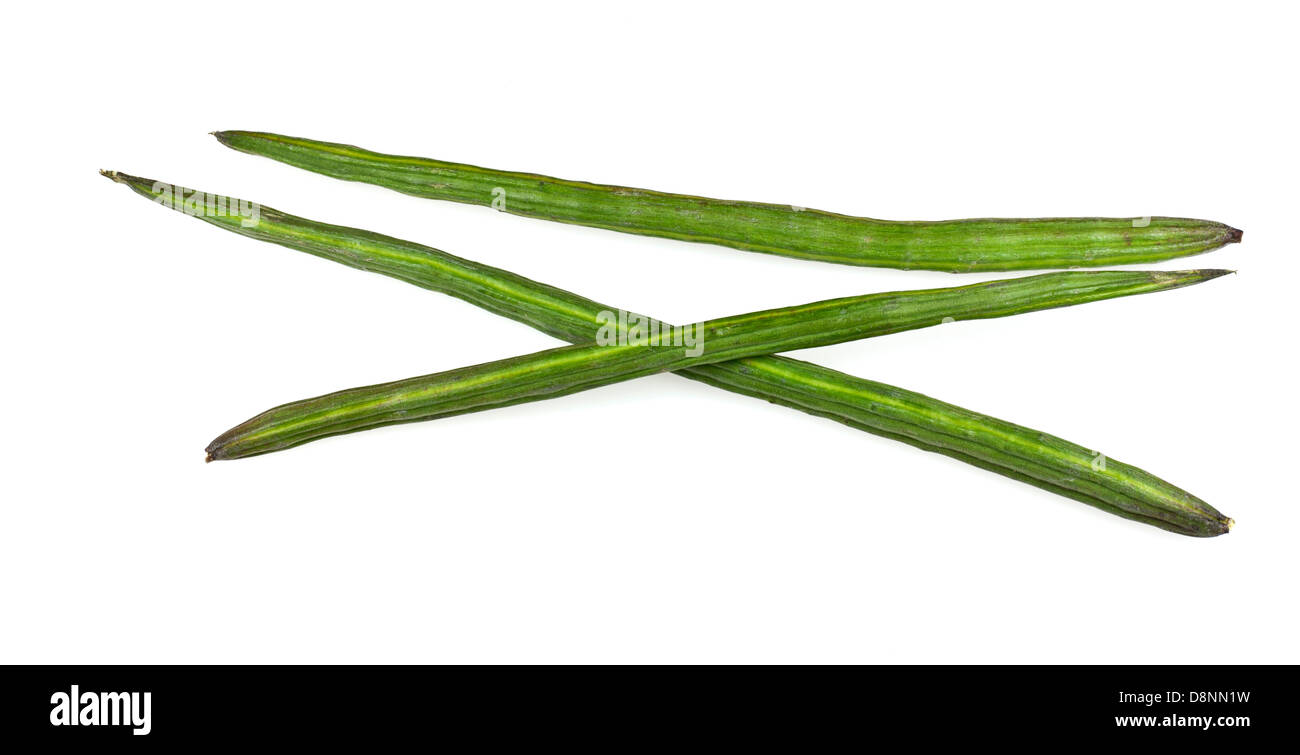 Drumstick Vegetable or Moringa Stock Photo