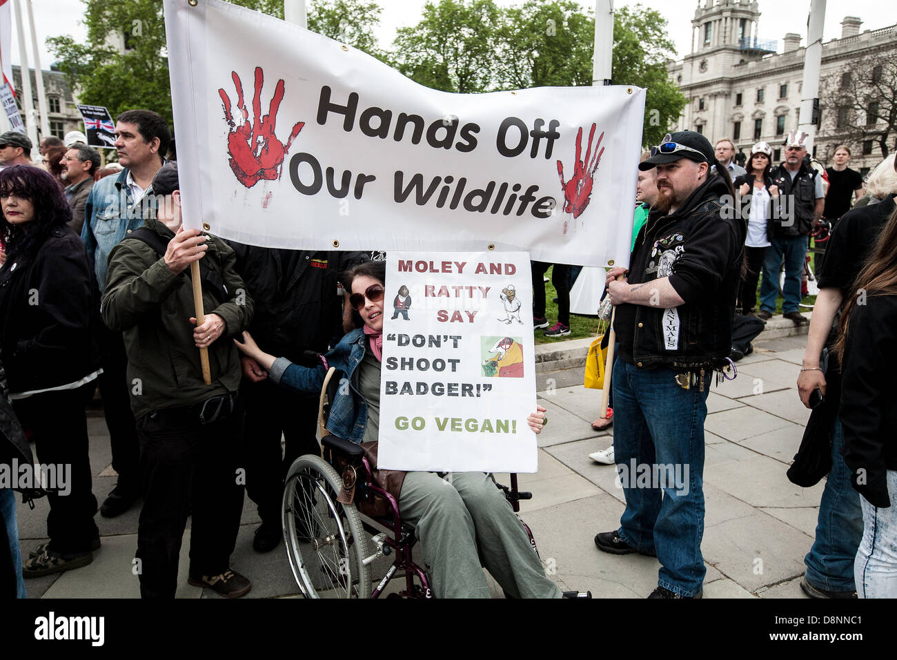 London, UK. 1st June, 2013. Badger cull protest reaches Parliament Square.  Credit:  Mario Mitsis / Alamy Live News Stock Photo