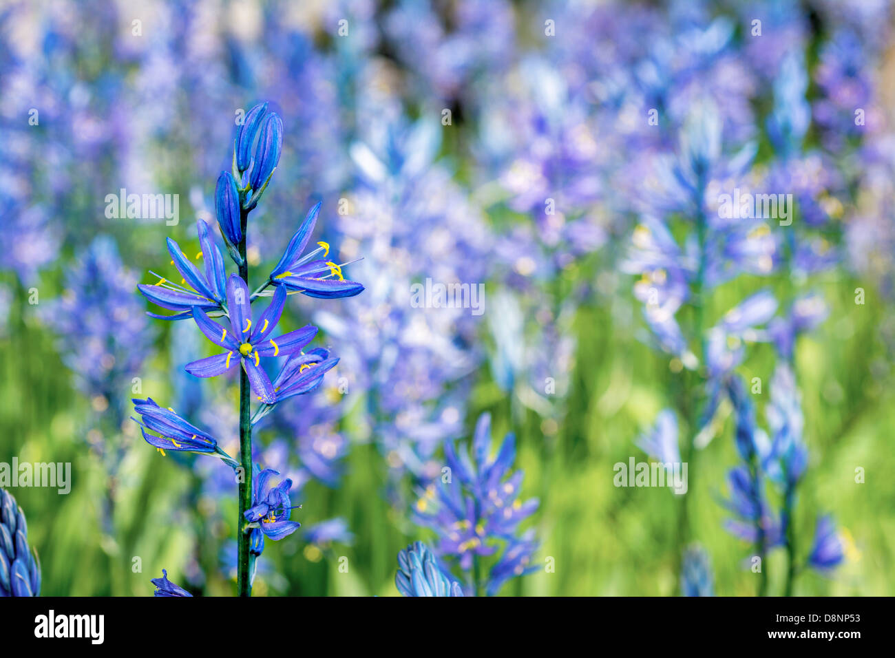 Beautiful blue flower in full bloom Stock Photo Alamy