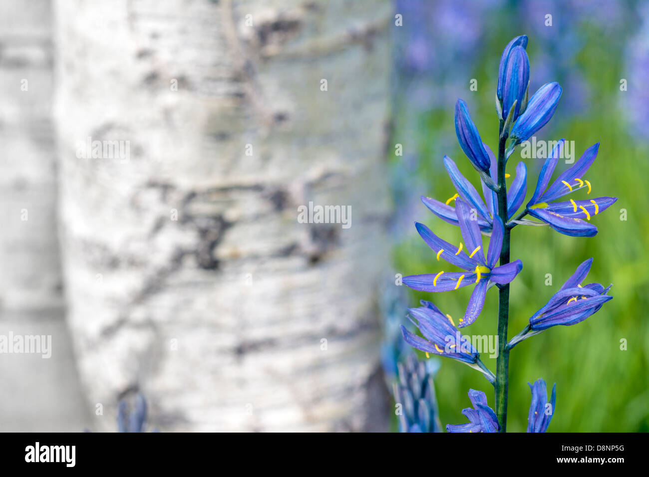 Spring flowers in a forest Stock Photo - Alamy