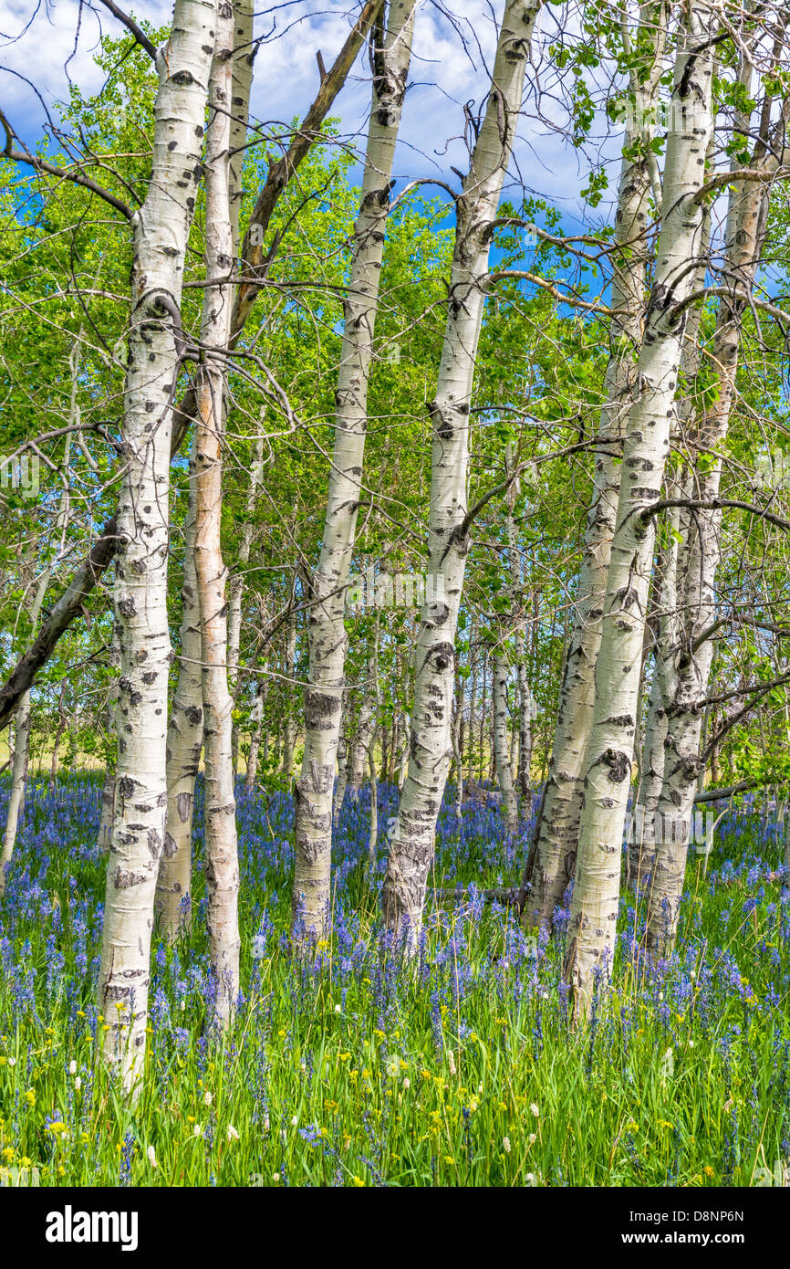 Forest wildflowers hi-res stock photography and images - Alamy