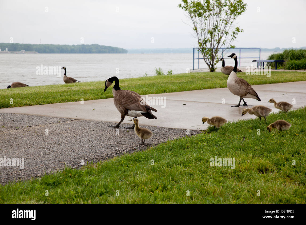 Baby geese with their mother at a park by a river Stock Photo