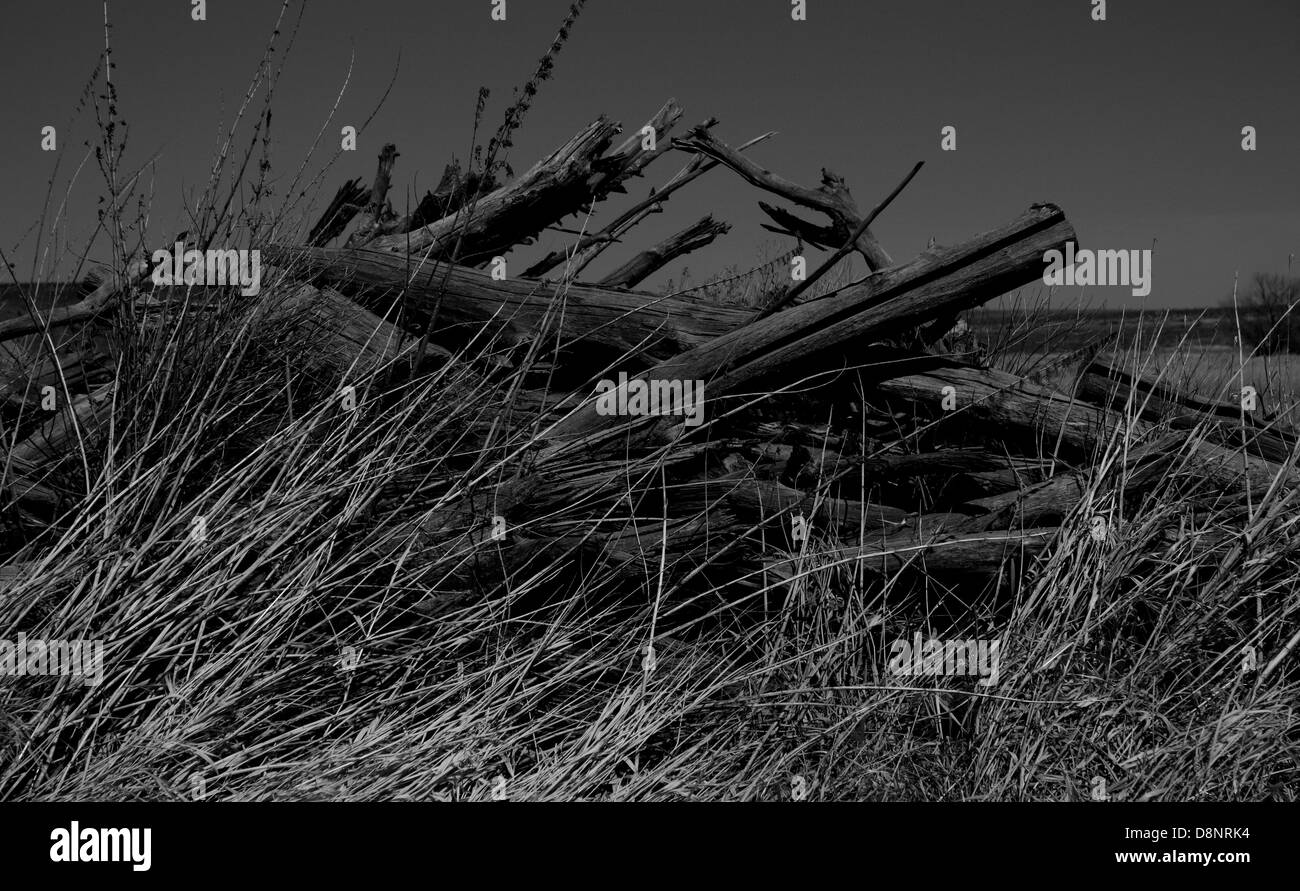 Desert reeds Black and White Stock Photos & Images - Alamy