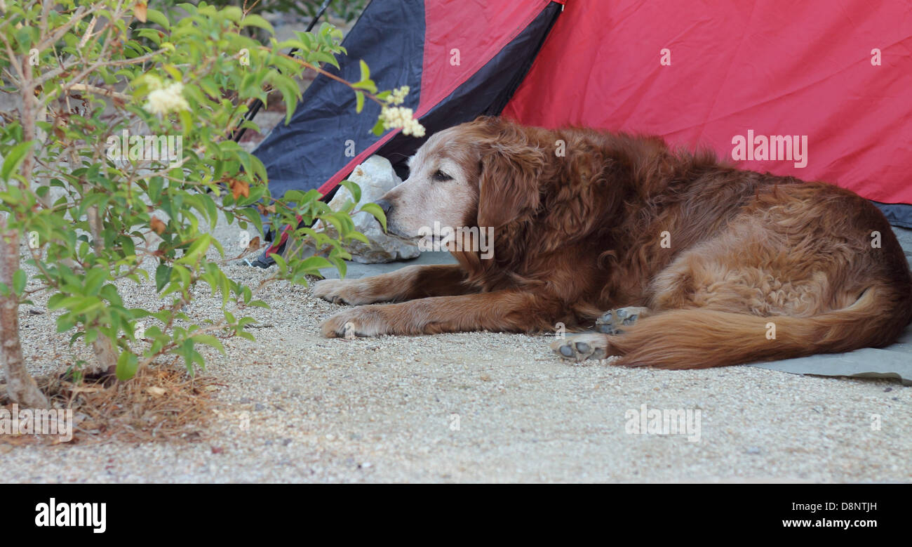 Senior female golden retriever laying by a tent smelling the leaves on a small bush. Camping dog. Stock Photo