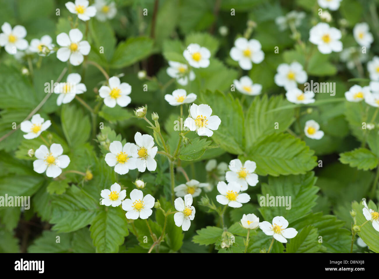 Abundant flowers of wild strawberry showing their delicate form in early summer Stock Photo