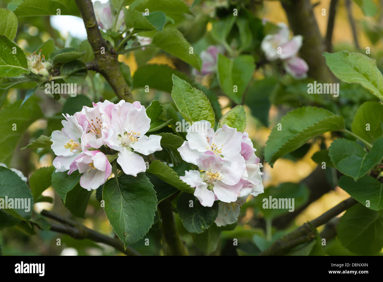 Blossom On Bramley Apple Tree High Resolution Stock Photography and ...