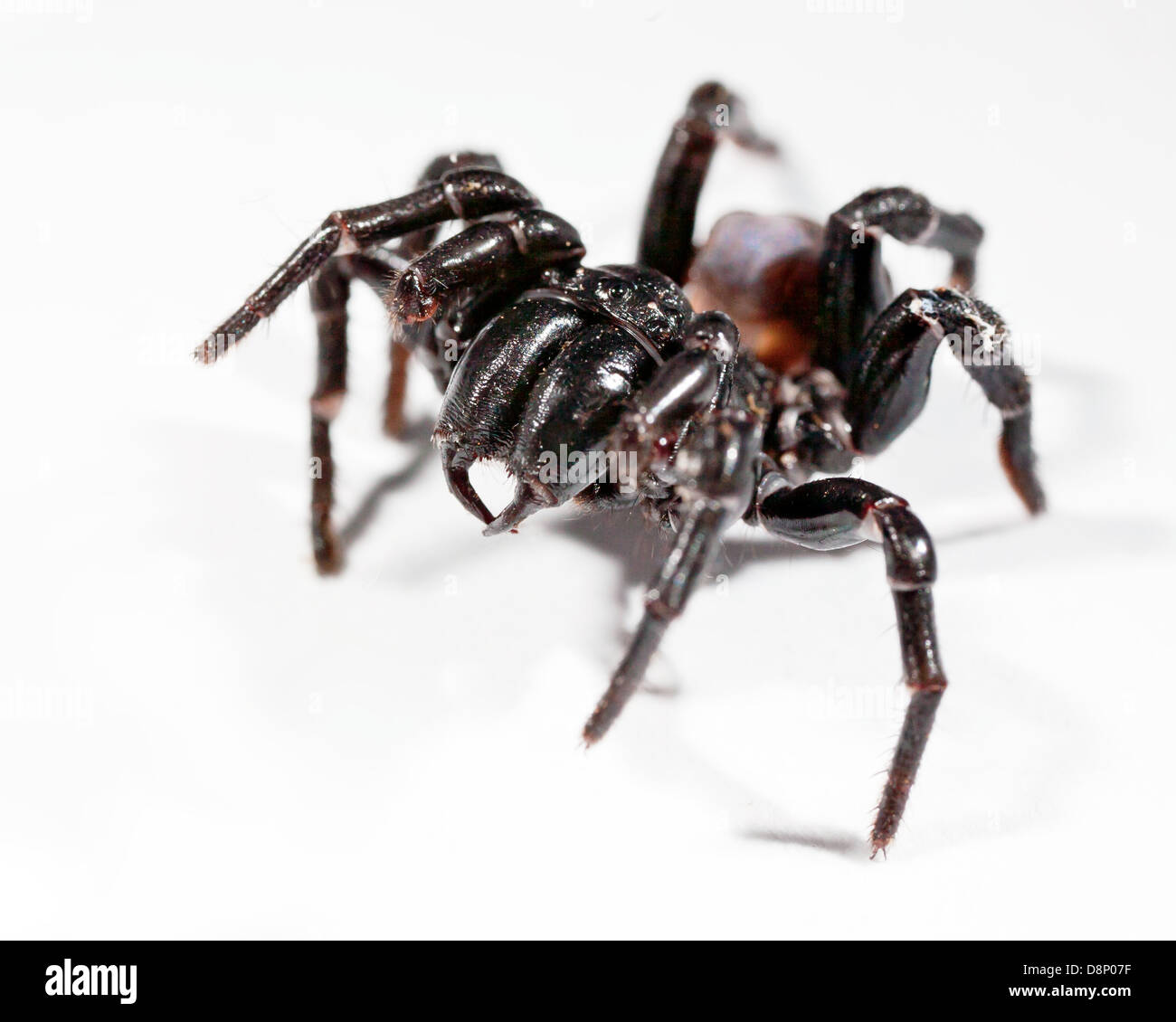 a funnel web spider rearing up Stock Photo