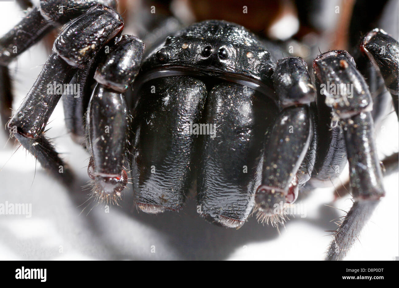 an extreme closeup of a funnel web spider Stock Photo