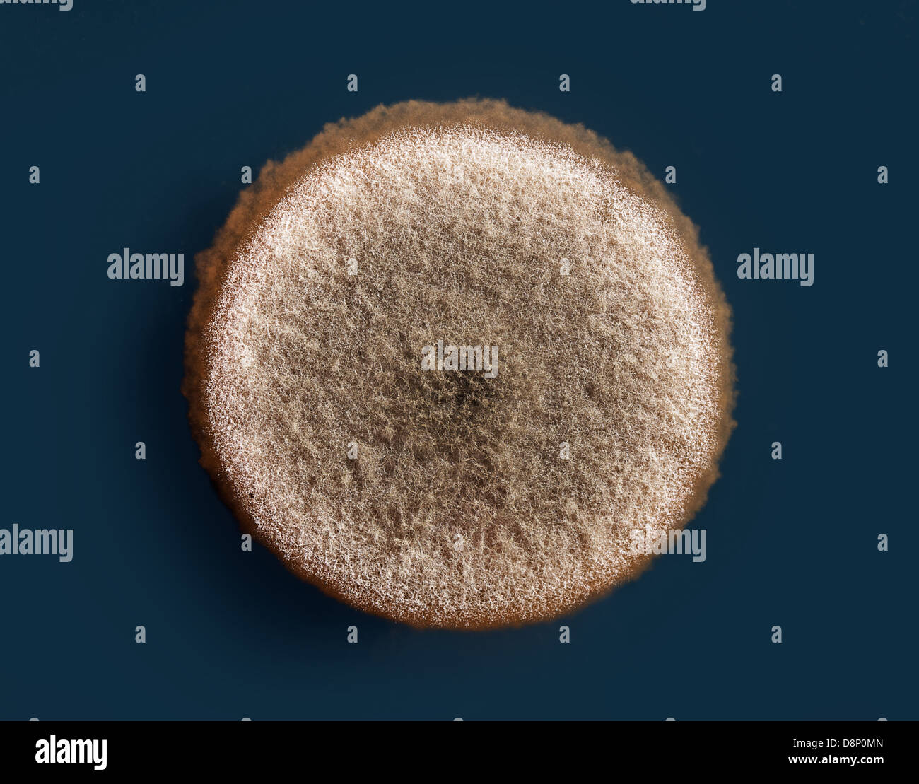 a mold colony on an agar plate (aspergillus niger Stock Photo Alamy