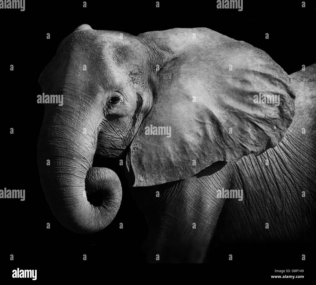 African Elephant Stock Photo