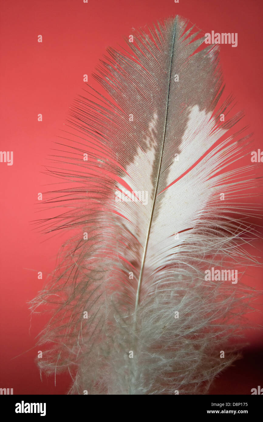 Downy feather hi-res stock photography and images - Alamy